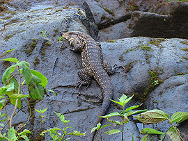 leguán na behu eky Iguazú