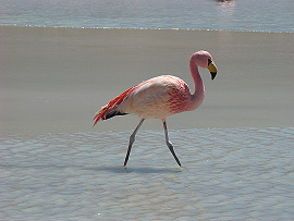 Plameák rový (Phoenicopterus ruber)