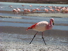 Plameák rový (Phoenicopterus ruber)